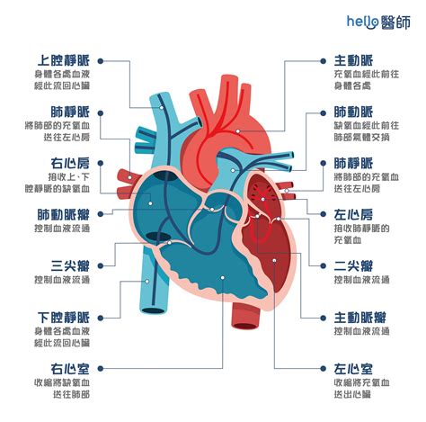 心臟旁邊是什麼|人體解剖學/心臟